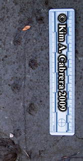 old
                      newt tracks