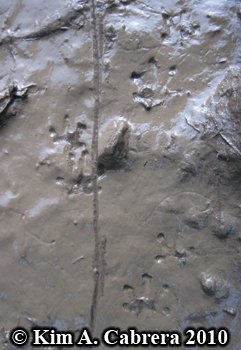 fresh
                      rough-skinned newt tracks