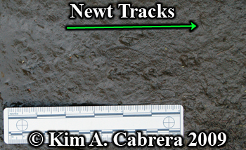 newt tracks