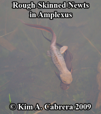 breeding newts