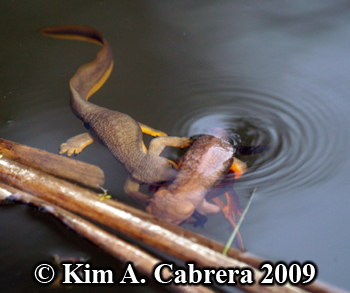 breeding newts