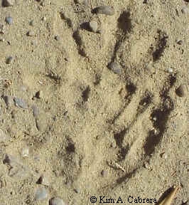 Opossum tracks in sand. Front foot at top and
                    right hind foot on the bottom. The hind print
                    partially covers the front one.