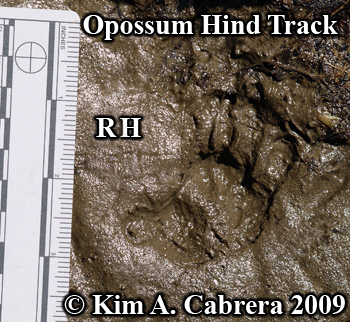 opossum right hind pawprint. Photo
                        copyright Kim A. Cabrera 2009.