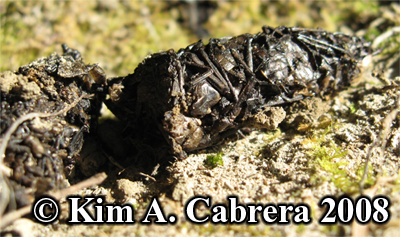 River
                    otter scat. Lutra canadensis. Photo copyright by Kim
                    A. Cabrera 2008.