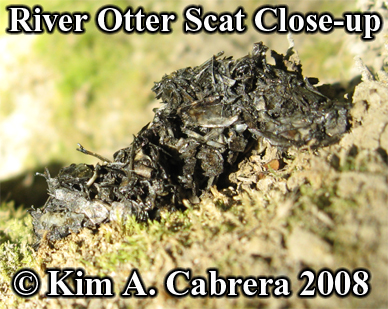 River
                    otter scat. Lutra canadensis. Photo copyright by Kim
                    A. Cabrera 2008.