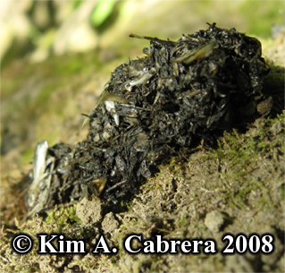 River
                    otter scat. Lutra canadensis. Photo copyright by Kim
                    A. Cabrera 2008.