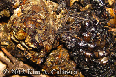 close
                  up of otter scat with crayfish remains