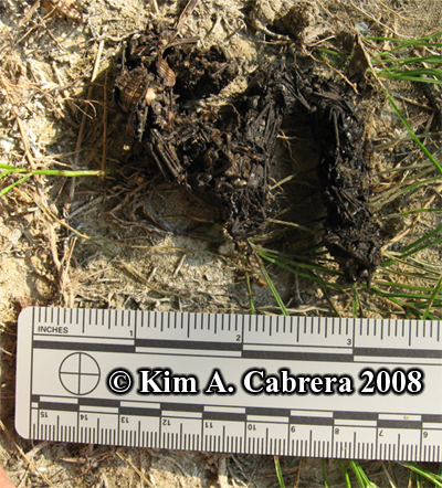 River otter
                    scat or droppings. Photo copyright Kim A. Cabrera
                    2008.
