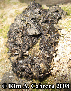 Close-up of
                    river otter scat or droppings. Photo copyright Kim
                    A. Cabrera 2008.
