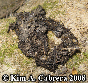 River otter
                    scat or droppings. Photo copyright Kim A. Cabrera
                    2008.