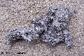 river otter scat