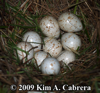 Quail
                    nest with unhatched eggs