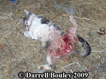 Cat killed by a raccoon and partially eaten.
                  Photo copyright Darrell Bouley 2009.