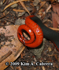 ringneck snake tail