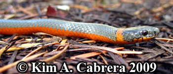 ringneck snake face