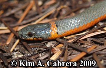 ringneck
                  snake face