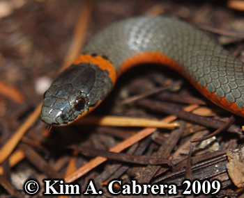 ringneck snake face