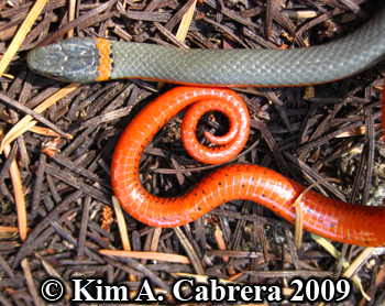 ringneck snake