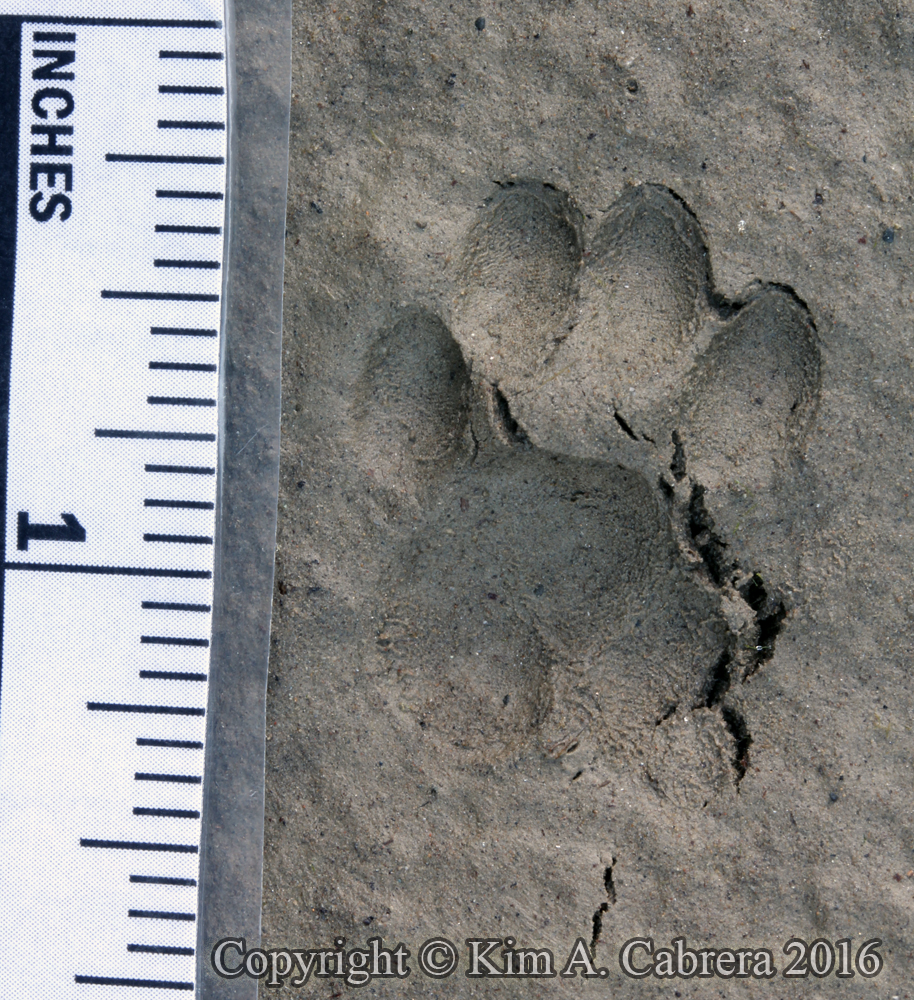 Ringtail track in mud