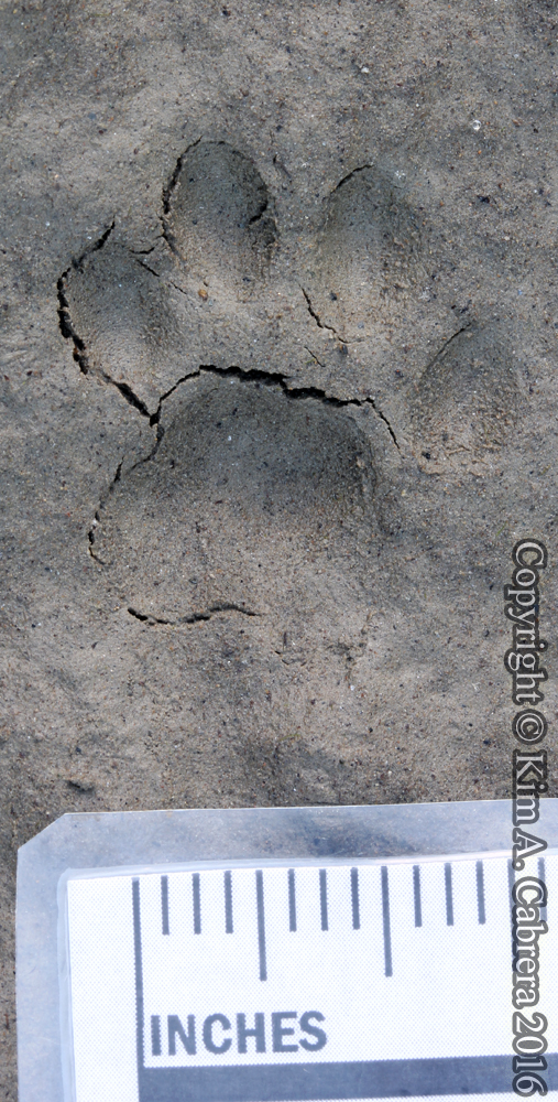 Ringtail track in mud