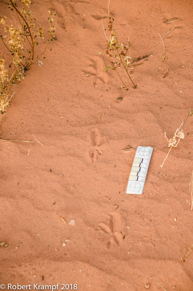 roadrunner track in Utah