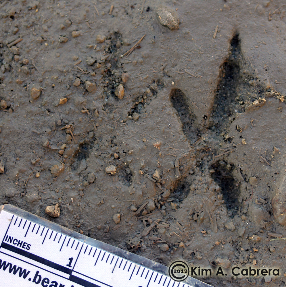 roadrunner tracks in California desert