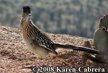 roadrunner in Arizona