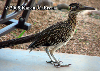 roadrunner in Arizona