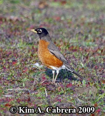 very
                    pretty robin