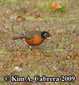 hunting robin