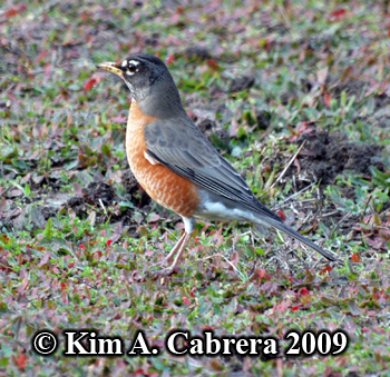 alert robin