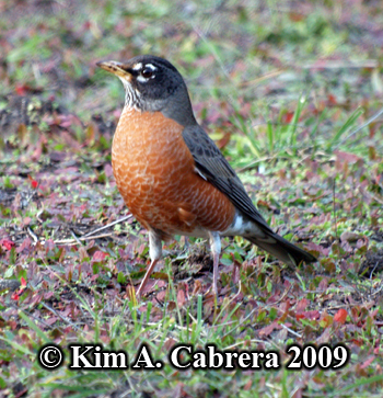 Robin pauses