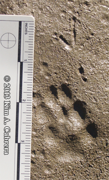 robin and gray fox tracks