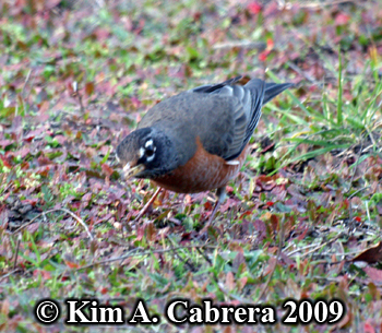 robin looks for prey