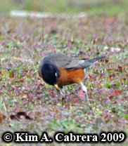 robin pulling worm