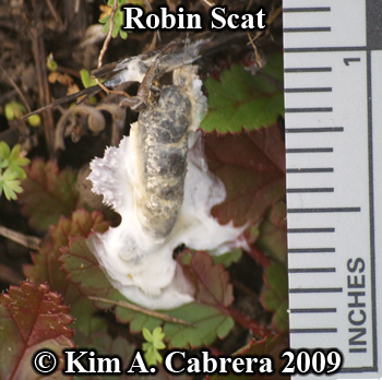 fresh
                    robin scat