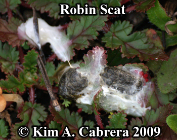 robin
                    scat