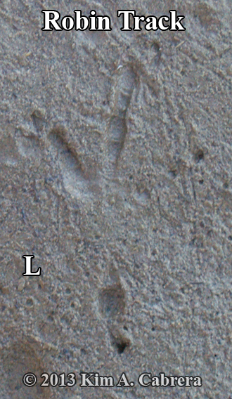 robin
                      track with bulbous hallux