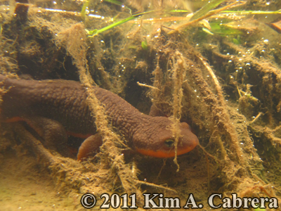male newt underwater
