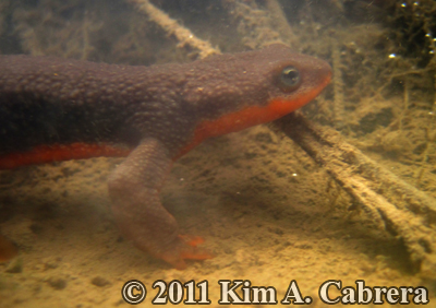 male newt in puddle