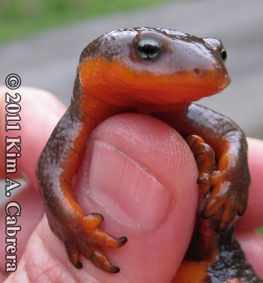 male newt showing nuptial pads