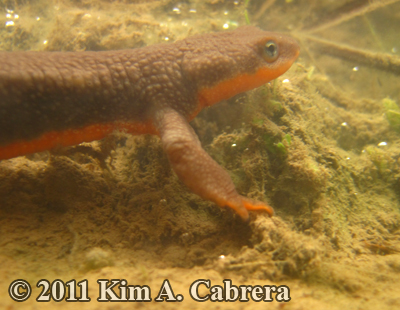 male newt in shallow puddle