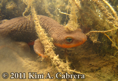 male newt in shallow water