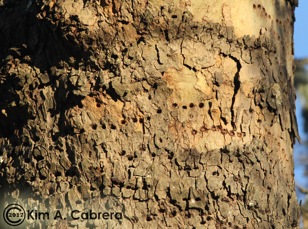 sapsucker wells