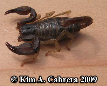 northwest foreest
                  scorpion