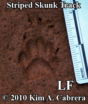 Perfect left front striped skunk track, showing
                  long claws for digging