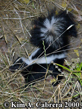young striped skunk