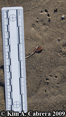 Striped
                  skunk tracks showing only the claw marks