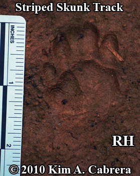 Right hind striped skunk track