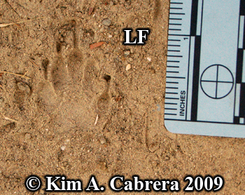 Left front striped skunk track in dust